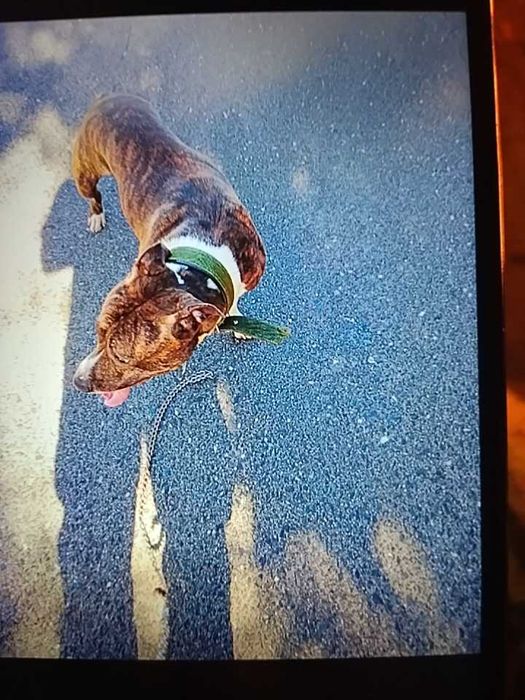 Adoção Cão amarican stoffordshire Terrier