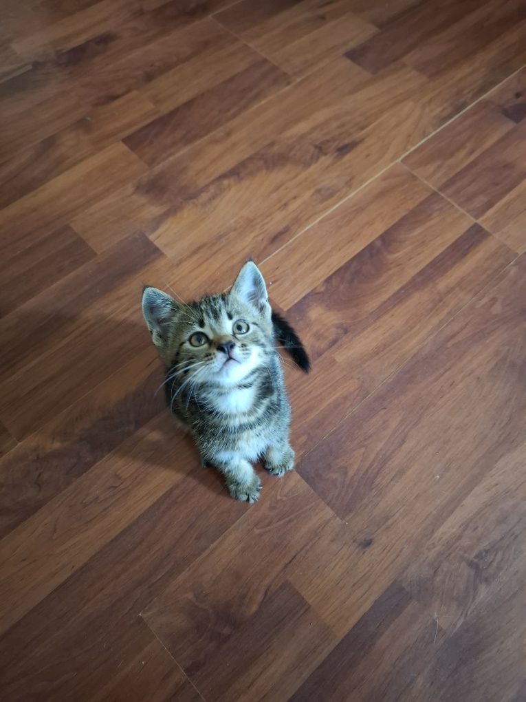 Котик безкоштовно