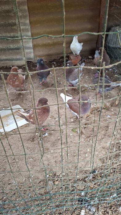 Pombos raça show King para venda