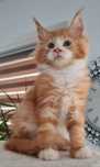 Mainecoon kocur rudo-bialy