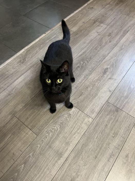 Чорнява киця на імя Коко