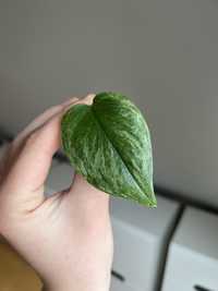 Scindapsus Moonlight Mint Variegata