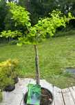 Ginkgo biloba 'Mariken