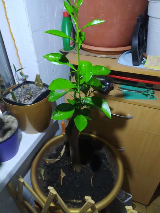 Продам Дорослі лимони