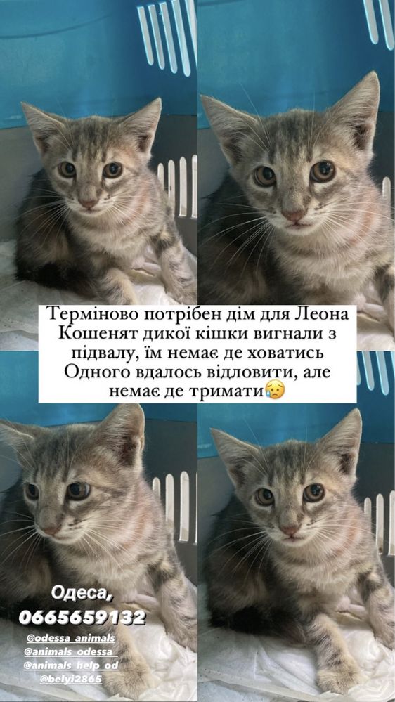 Кошеня сіреньке в добрі руки