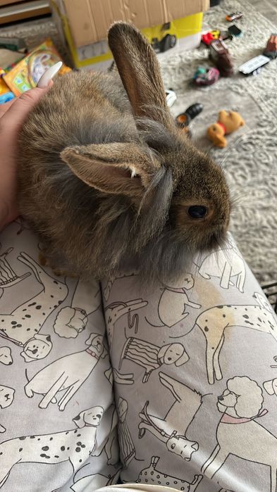 Кролик декоративний