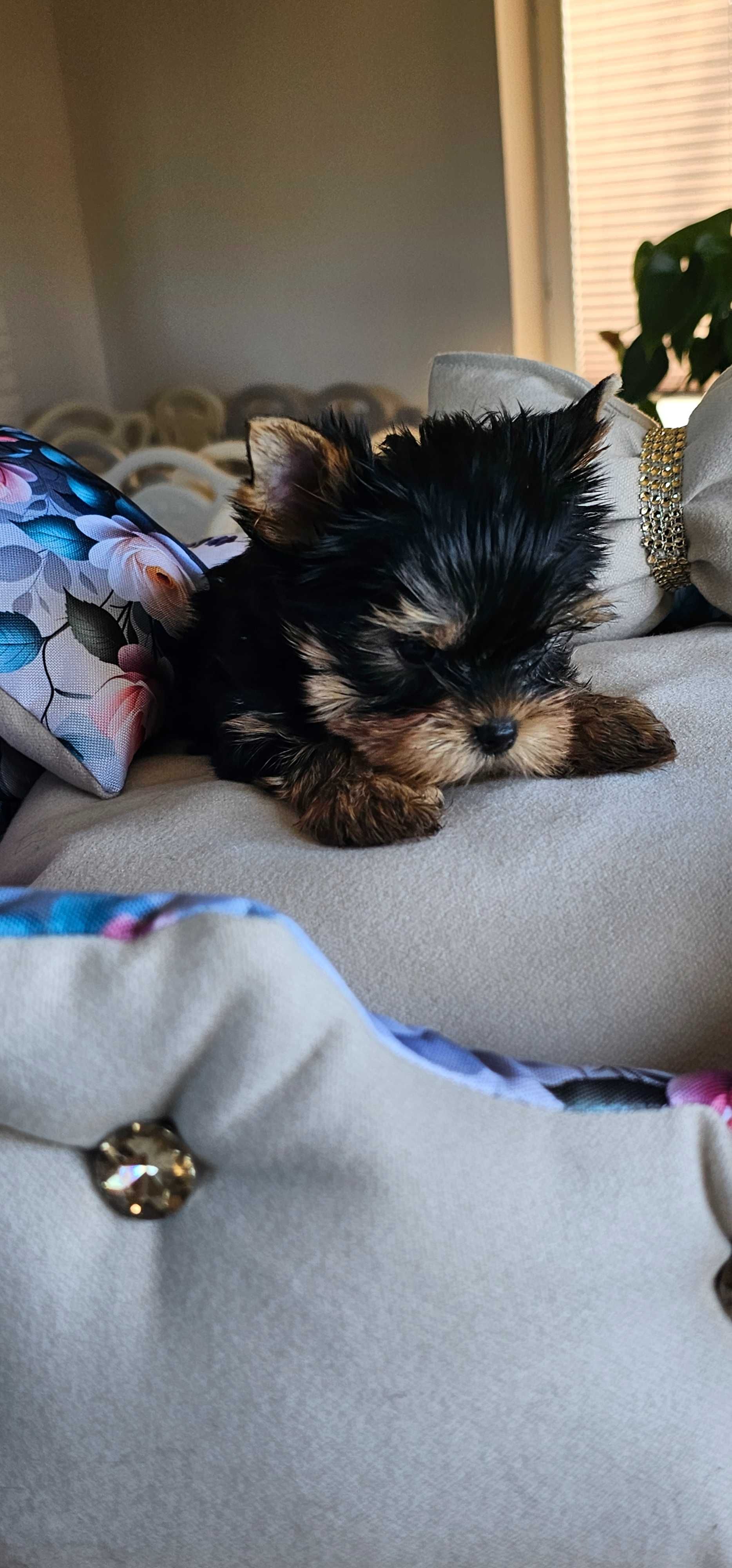 York yorkshire terrier  piesek z metryką ZKwP FCI