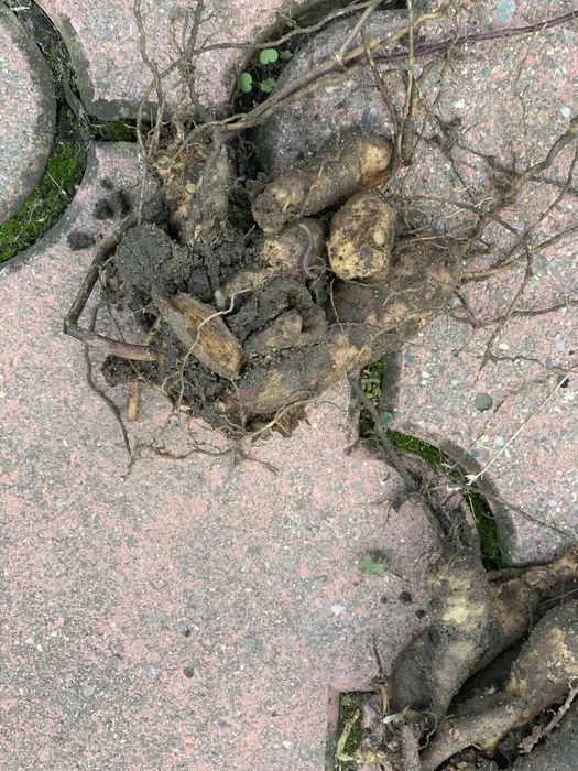 Bulwy dalii roznokolorowej