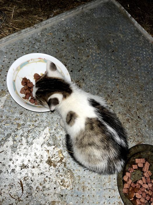 Młode śliczne kotki do oddania. Kot do adopcji.