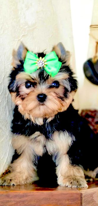 Yorkshire Terrier - Śliczny piesek ZKwP FCI .