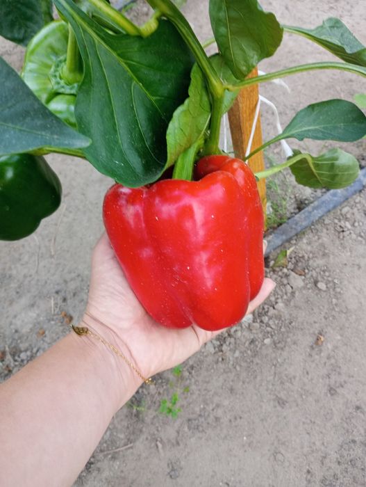Papryka czerwona 10 kg