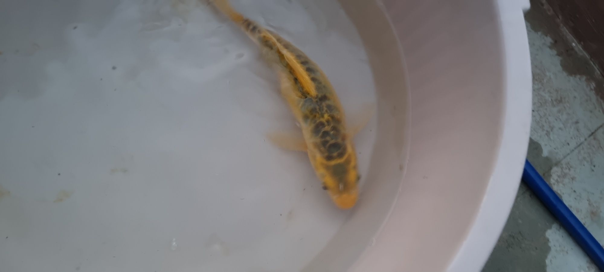 Carpa Koi - 30 cm