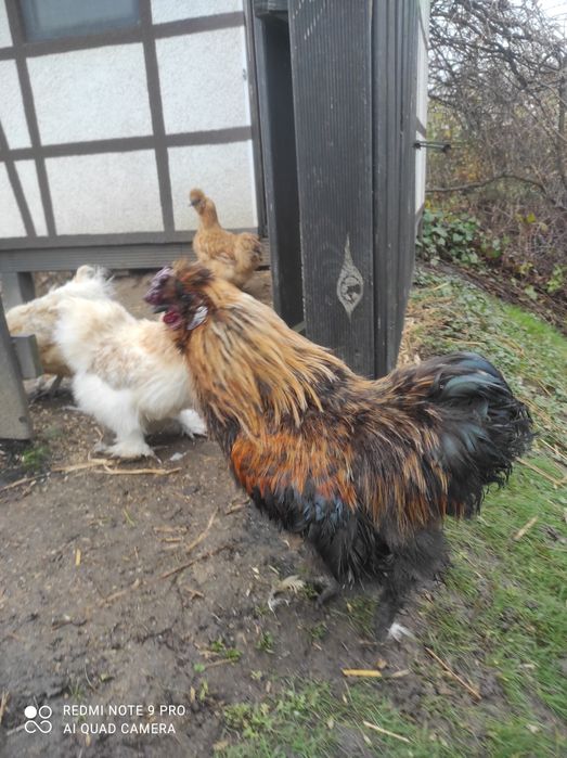 Koguty siłka jedwabista i mieszany-3 szt