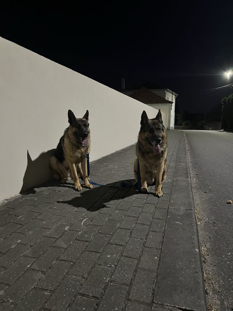 Passeador de cães