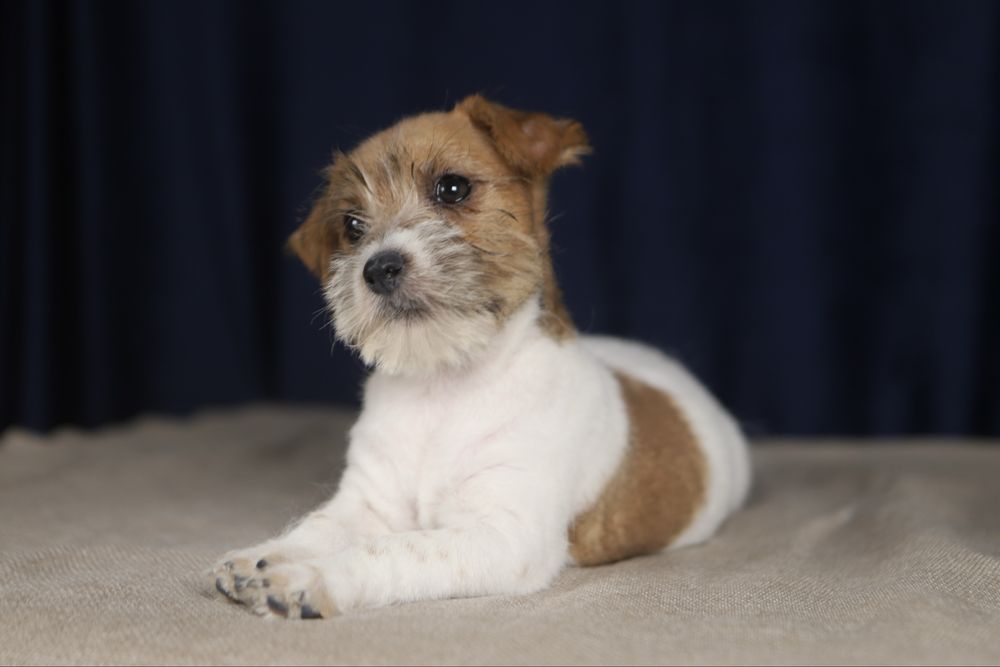 suczka Jack Russell terrier ZKWP/FCI szorstkowłosa