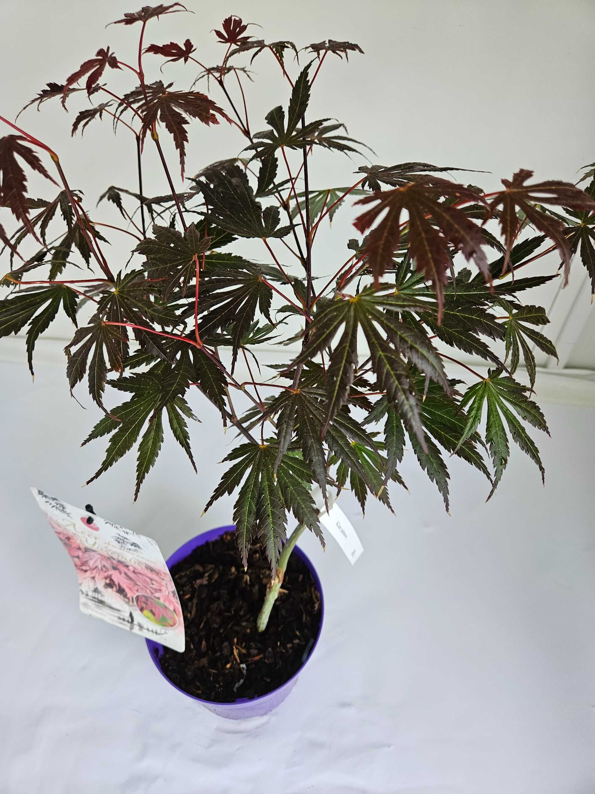 Klon Palmowy szczepiony yasemin (Acer Shirasawanum Yasemin)