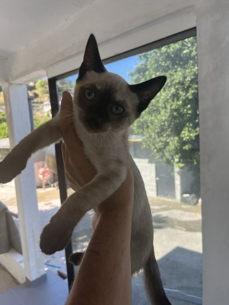 2 gatinhas para adoçao