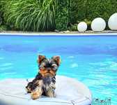 Urocza suczka Yorkshire terrier