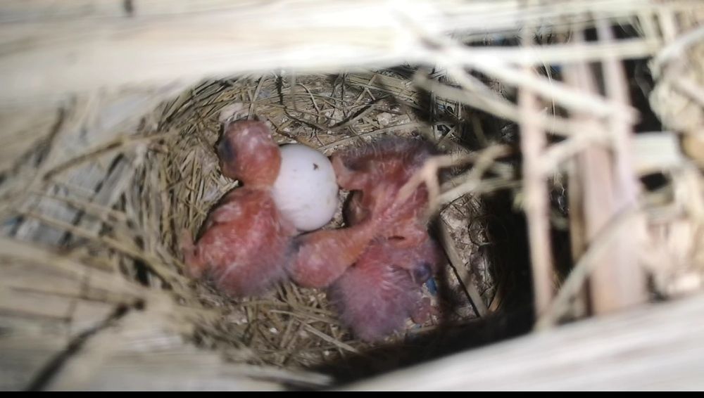 Fishers opalinos pale x violeta