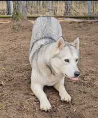 Lisa w typie Husky szuka swojego człowieka