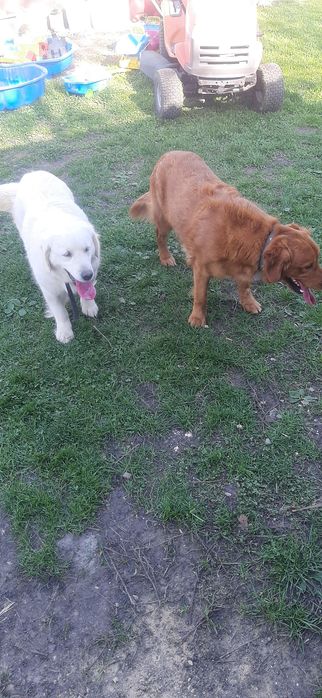 Golden Retriever piesek