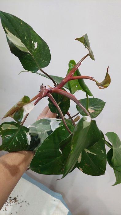 Zestaw, Philodendron Red Anderson i White Princess