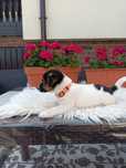 Sprzedam Jacek Russell Terrier Piesek