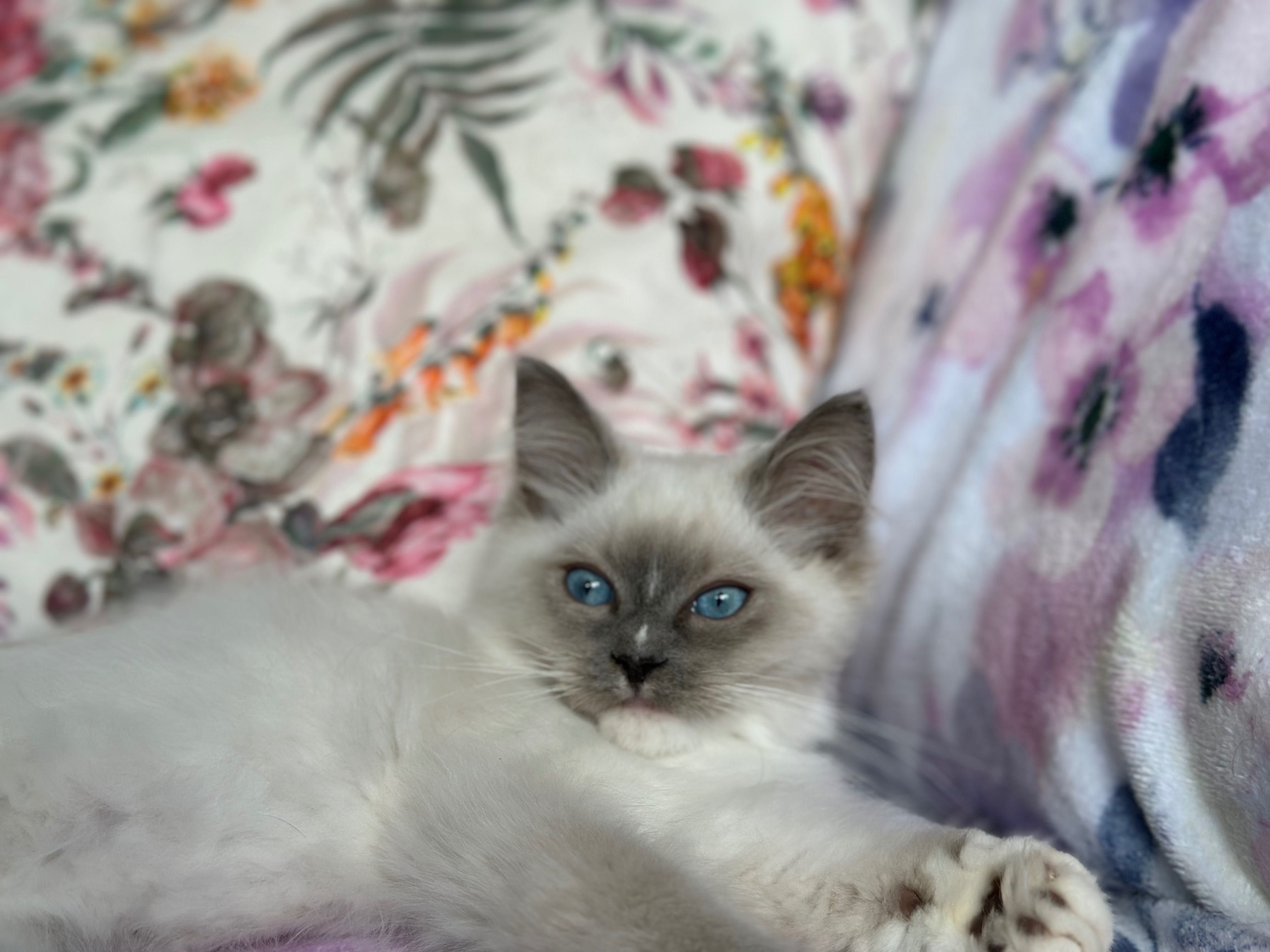 Bardzo towarzyski kocurek Ragdoll