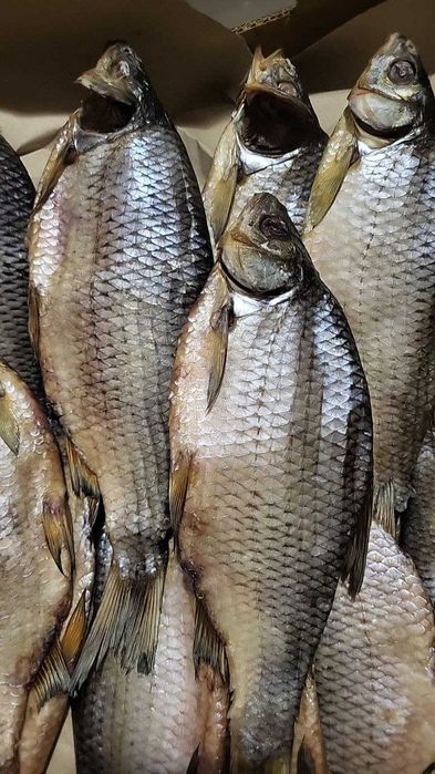 Индоутка домашняя!!!Доставка