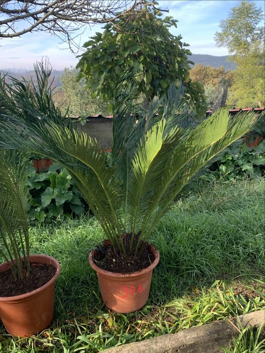 Vendo cyca varios tamanhos