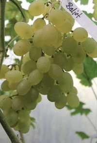 Beznasienny winogron K-SZ. Baliet. Winorośli1,8m