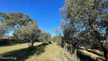 Terreno com olival tradicional | Escalos de Cima, Castelo Branco