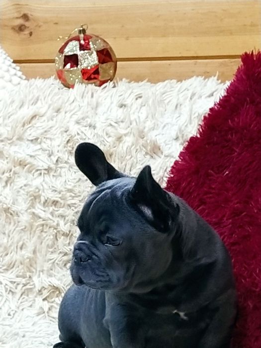 Французский бульдог