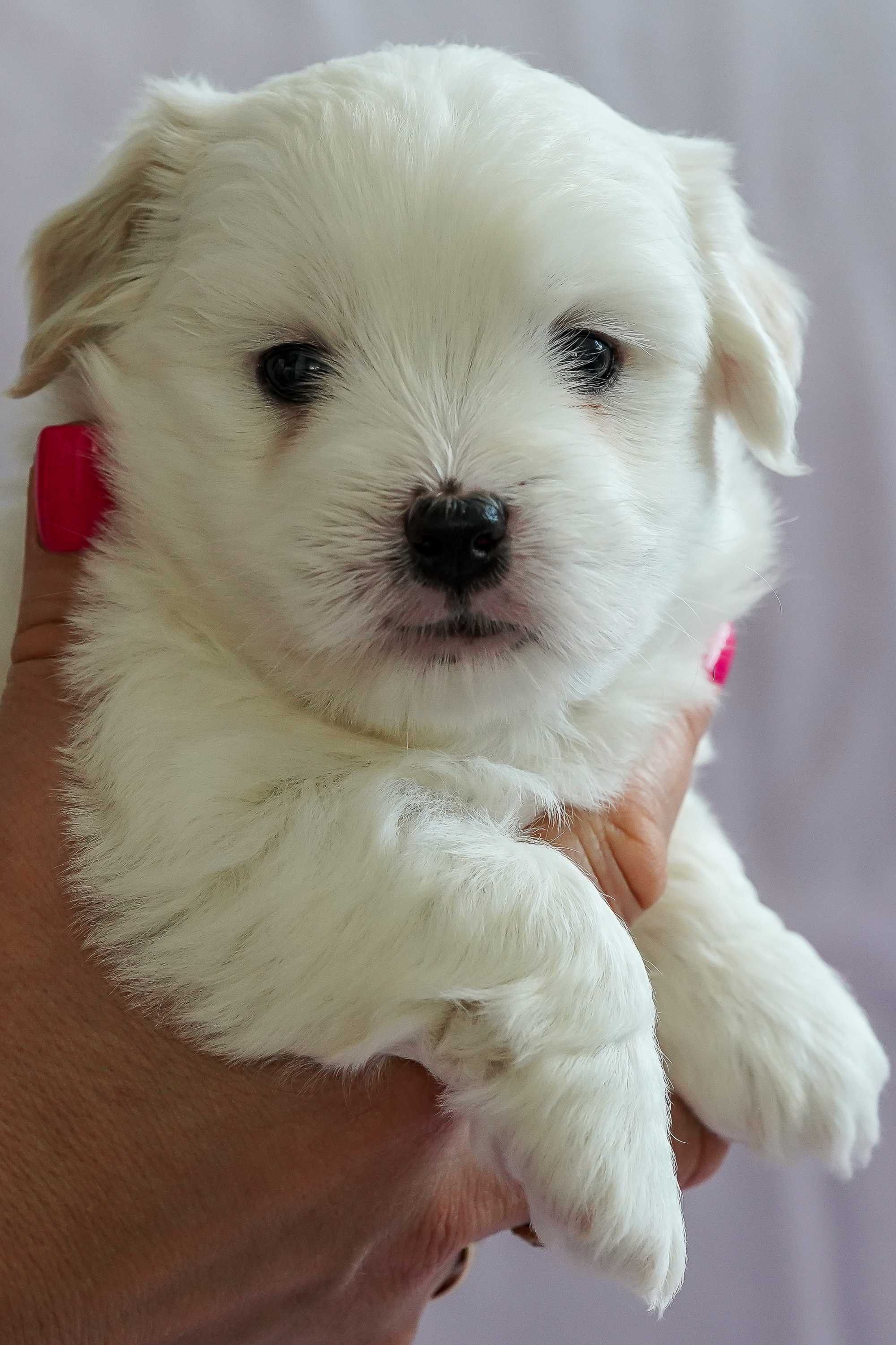 Coton de Tulear szczeniak FCI