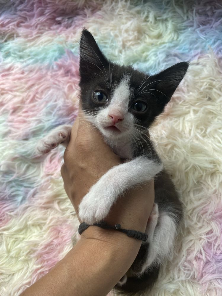 Gatinhas para adoção (2 meses)