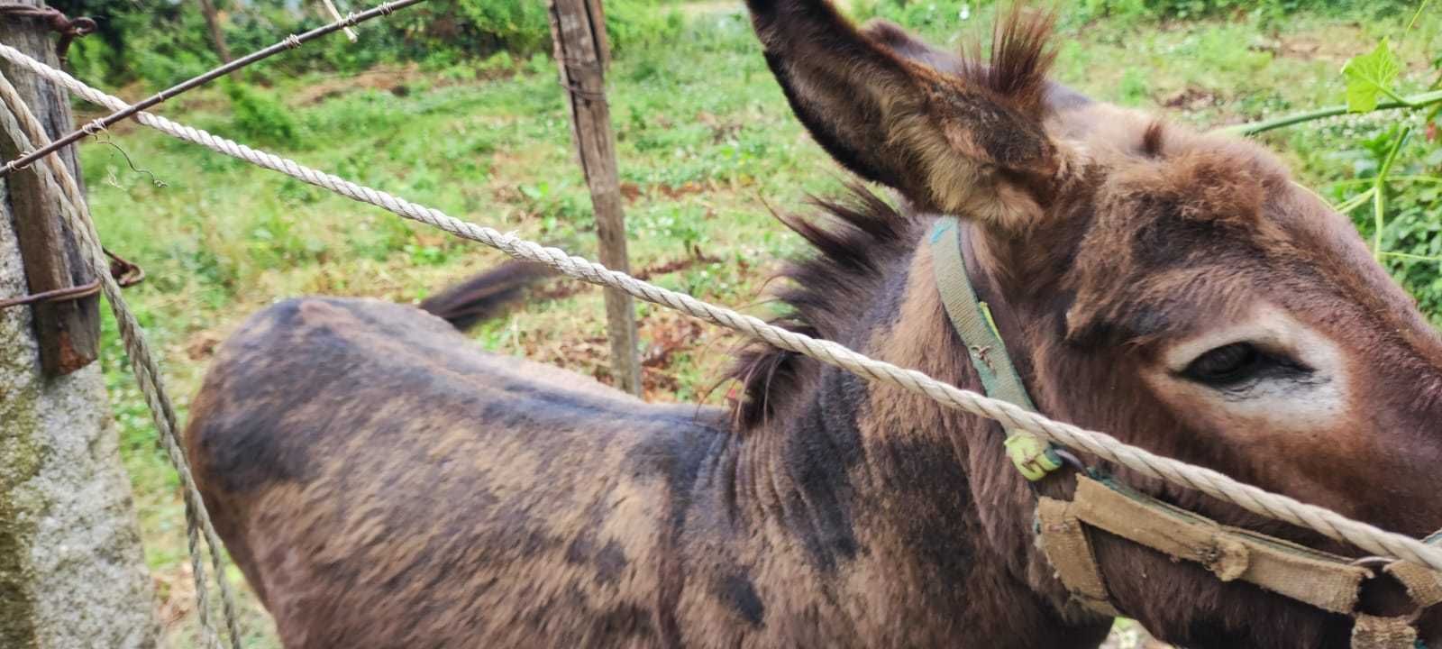 Burro castanho com 7 anos