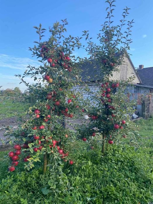 Обрізка плодових дерев, послуги садівника, зріз дерев