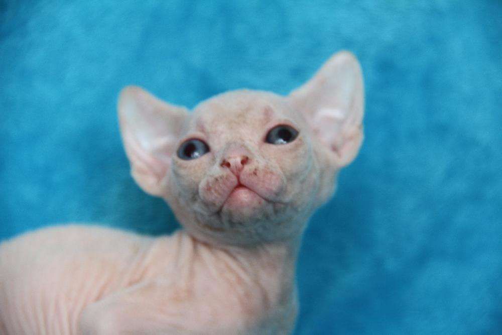 Мальчик разноглазый