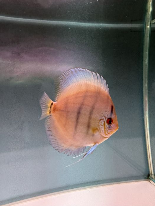 Peixes DISCUS saudáveis