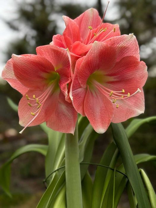 Гипеаструм, комнатная лилия, растения, цветы