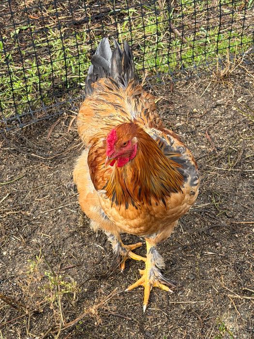 Galo Brahma e também galo da raça das galinhas poedeiras