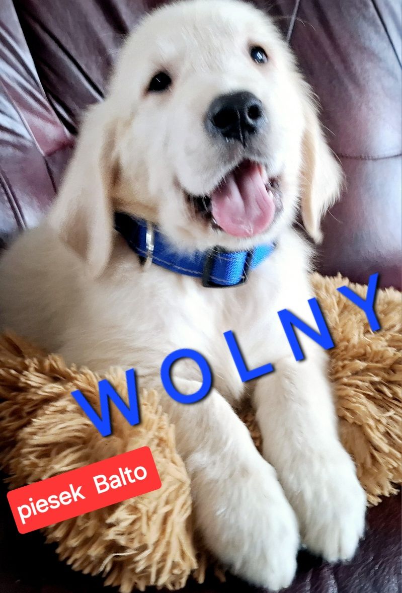 Piesek 3mce mega samiecGolden Retriever do odbioru RODZICE W HODOWLI
