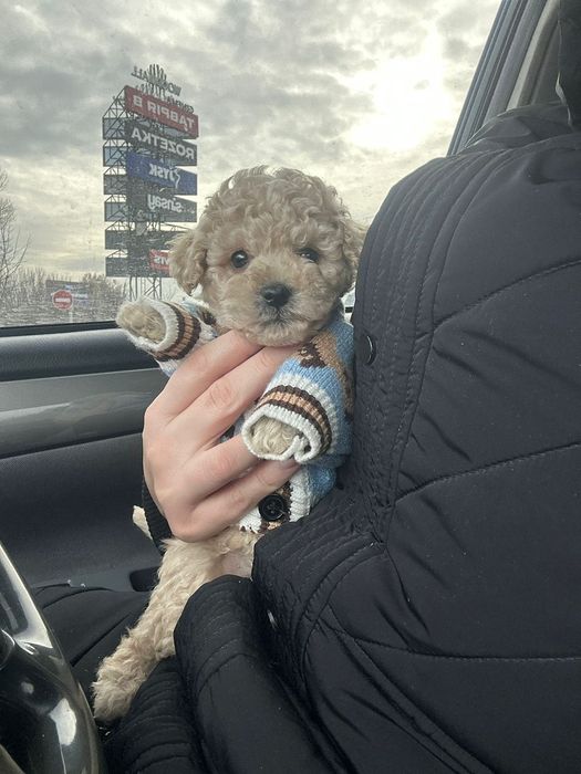 Дружелюбний хлопчик мальтіпу