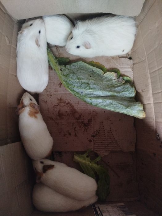 Терміново!!! Морські свинки