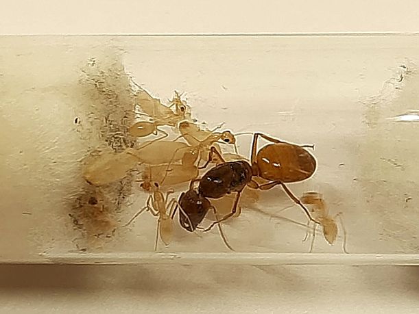 Camponotus fedtschenkoi mała kolonia