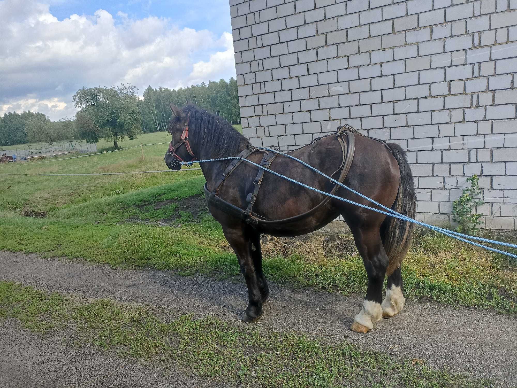 Źrebówka, 16 miesięcy
