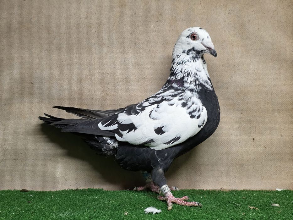 Gołębie pocztowe tygrysy