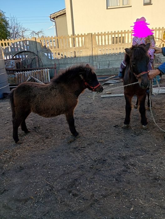 Sprzedam kucyka klacz