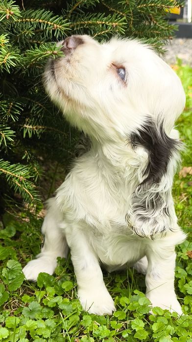 Cocker Spaniel Angielski-suczka Yoda Gdowska Wataha