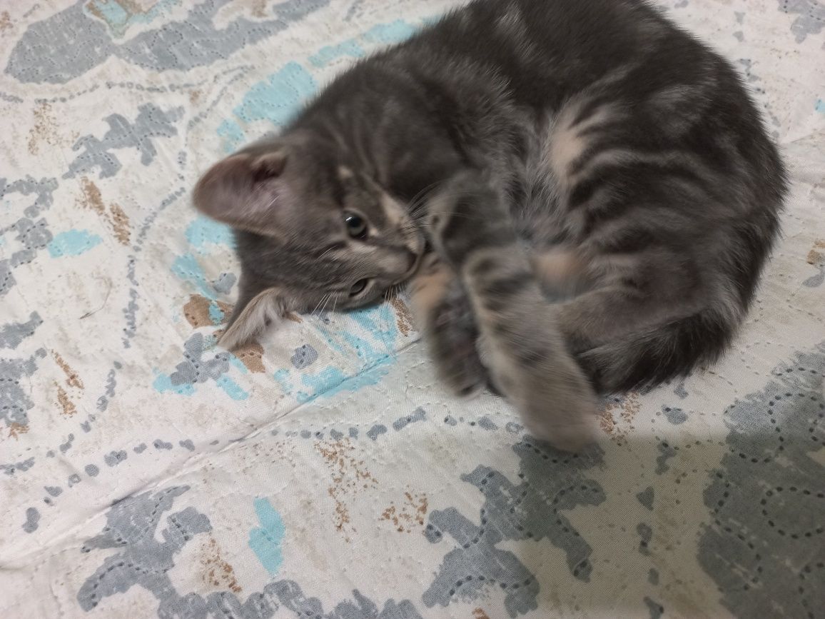 Котшенятам потрібен дім!
